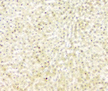 FH Mouse Monoclonal Antibody