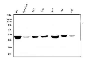 FH Mouse Monoclonal Antibody