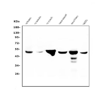 FH Mouse Monoclonal Antibody