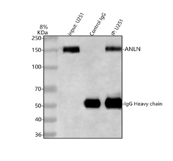 Anillin/ANLN Rabbit Polyclonal Antibody