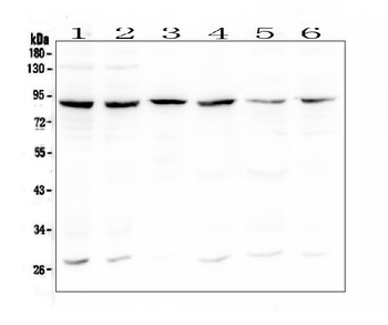 BCL6 Rabbit Polyclonal Antibody
