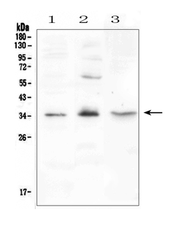 FGF23 Rabbit Polyclonal Antibody