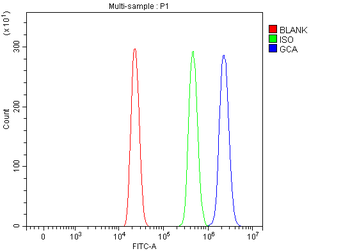 Grancalcin/GCA Rabbit Polyclonal Antibody