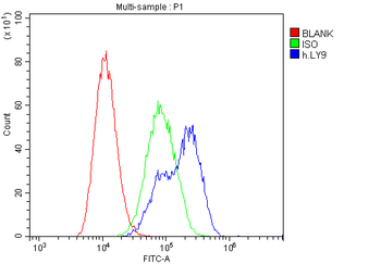 CD229/LY9 Rabbit Polyclonal Antibody