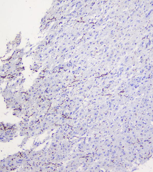 Myelin oligodendrocyte glycoprotein/MOG Rabbit Polyclonal Antibody