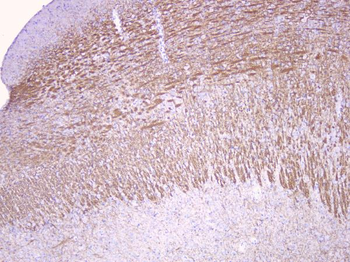 Myelin oligodendrocyte glycoprotein/MOG Rabbit Polyclonal Antibody
