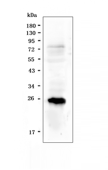 PGF Rabbit Polyclonal Antibody