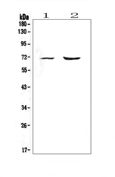 Melanoma gp100/PMEL Rabbit Polyclonal Antibody