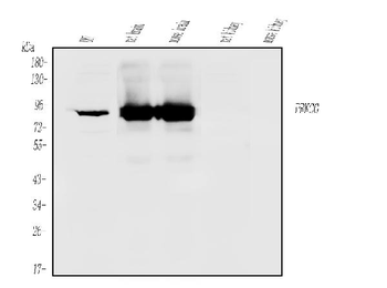 PKC gamma/PRKCG Rabbit Polyclonal Antibody