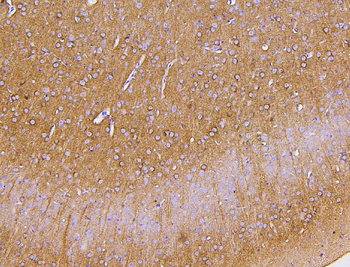 PKC gamma/PRKCG Rabbit Polyclonal Antibody