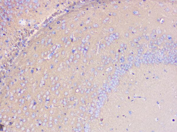 PKC gamma/PRKCG Rabbit Polyclonal Antibody