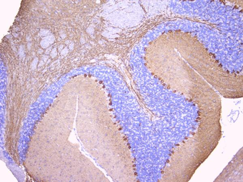 PKC gamma/PRKCG Rabbit Polyclonal Antibody