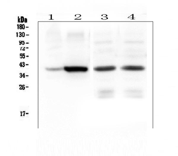 Thrombopoietin/THPO Rabbit Polyclonal Antibody