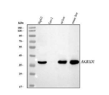 AKR1D1 Rabbit Polyclonal Antibody