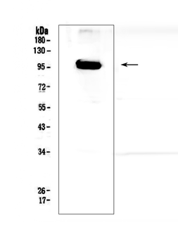 APP/C99 Antibody