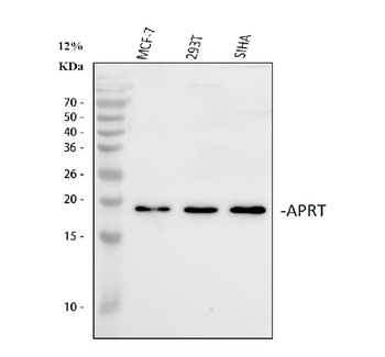Aprt Rabbit Polyclonal Antibody