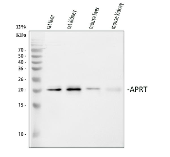 Aprt Rabbit Polyclonal Antibody