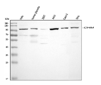 CHM Rabbit Polyclonal Antibody