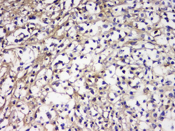 IGLL1 Rabbit Polyclonal Antibody