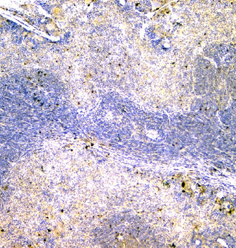 IGLL1 Rabbit Polyclonal Antibody