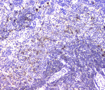 IGLL1 Rabbit Polyclonal Antibody