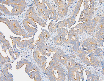 IQGAP1 Rabbit Polyclonal Antibody