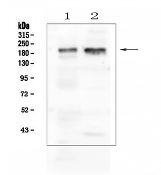 IQGAP1 Rabbit Polyclonal Antibody