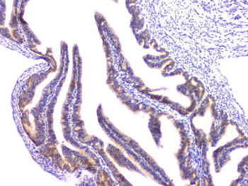 RAB11B Rabbit Polyclonal Antibody