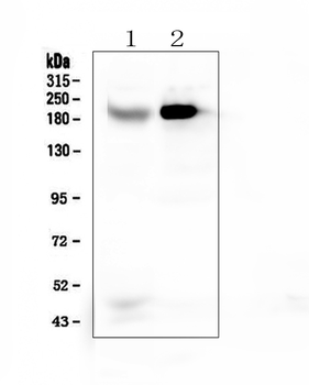RRBP1 Rabbit Polyclonal Antibody