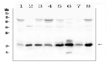 TIMM17A Rabbit Polyclonal Antibody