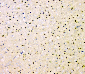 SHP2/PTPN11 Antibody (monoclonal, 2E6)