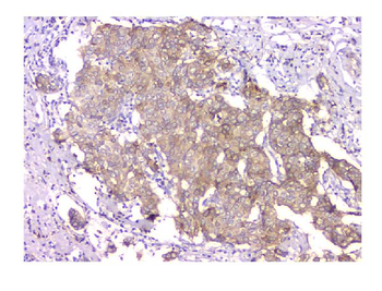 WWOX Mouse Monoclonal Antibody