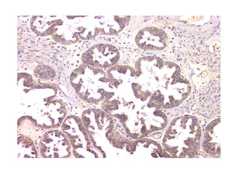 WWOX Mouse Monoclonal Antibody
