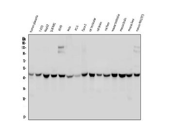 WWOX Mouse Monoclonal Antibody
