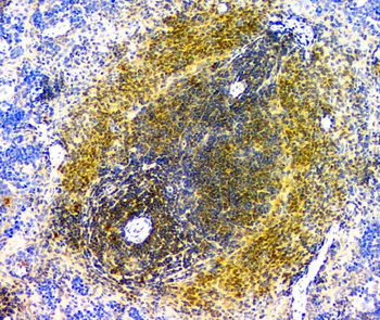 EIF6 Mouse Monoclonal Antibody