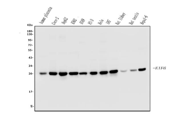EIF6 Mouse Monoclonal Antibody
