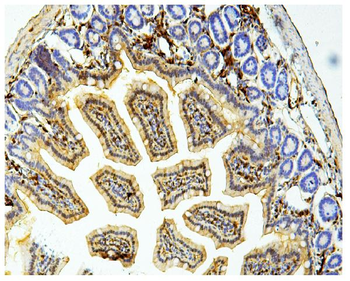 Galectin 3/LGALS3 Antibody (monoclonal, 12B12)