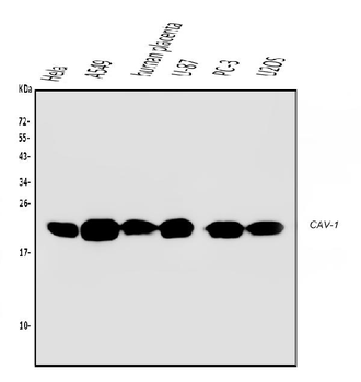 Caveolin-1/CAV1 Mouse Monoclonal Antibody