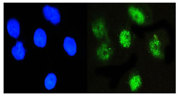 NFIA Mouse Monoclonal Antibody