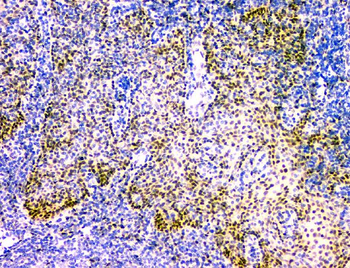 NFIA Mouse Monoclonal Antibody