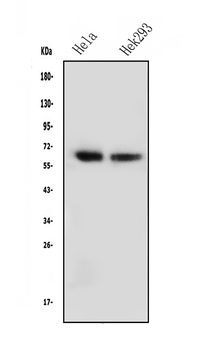 NFIA Mouse Monoclonal Antibody