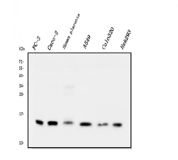 Cystatin C/CST3 Antibody (monoclonal, 4H8)
