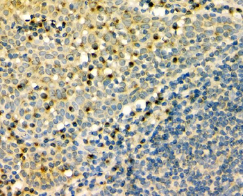GM130 GOLGA2 Mouse Monoclonal Antibody