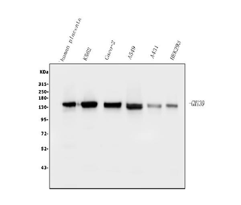 GM130 GOLGA2 Mouse Monoclonal Antibody