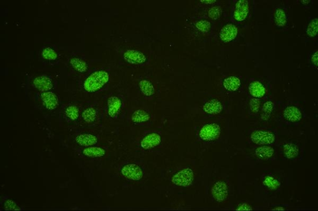 HAUSP/USP7 Antibody (monoclonal, 5E2)