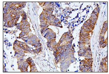 CDC42 Rabbit Polyclonal Antibody