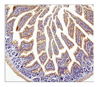 CDC42 Rabbit Polyclonal Antibody