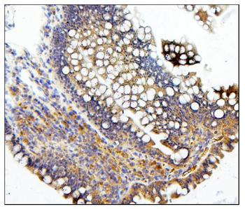 CDC42 Rabbit Polyclonal Antibody