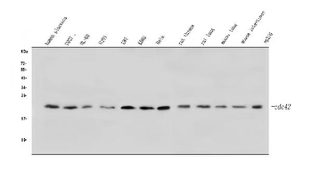 CDC42 Rabbit Polyclonal Antibody