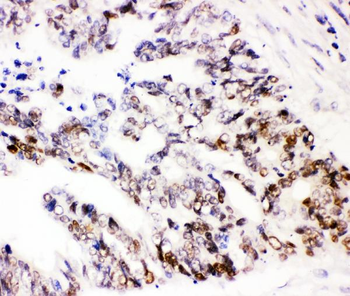 SOX9 Antibody